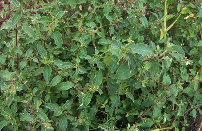 牛膝种子价格及种植方法