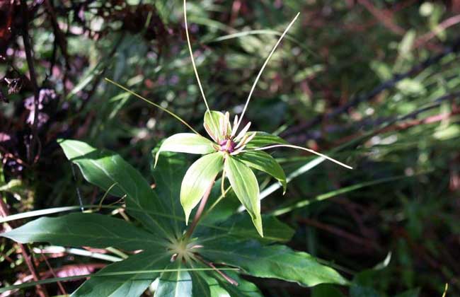 七叶一枝花种子价格及种植方法