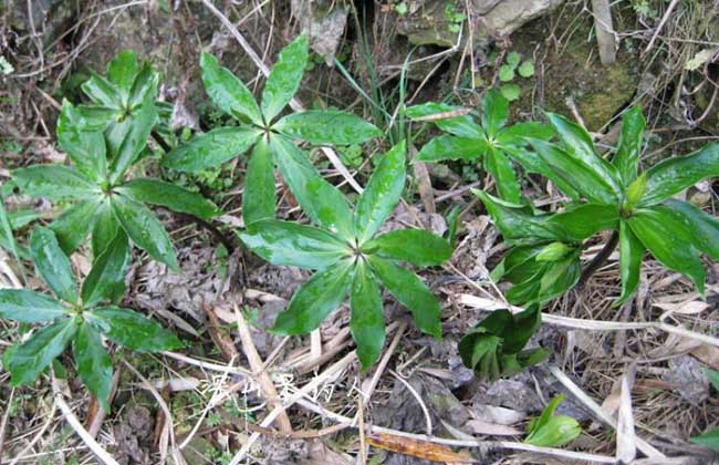 七叶一枝花种子价格及种植方法