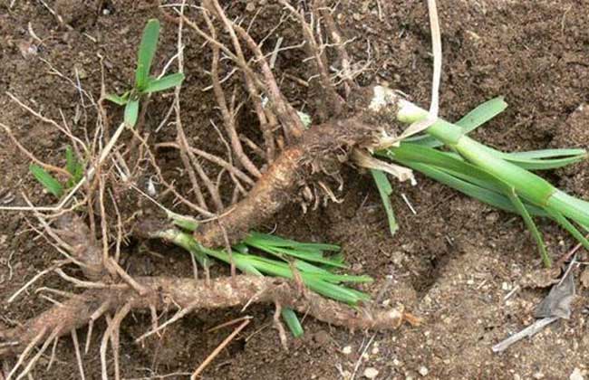 知母种子价格及种植方法