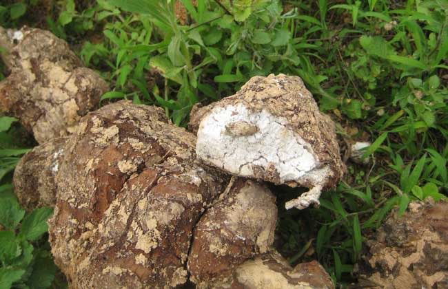 茯苓种子价格及种植方法