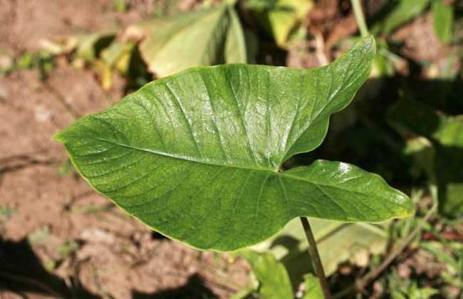 独角莲种子价格及种植方法