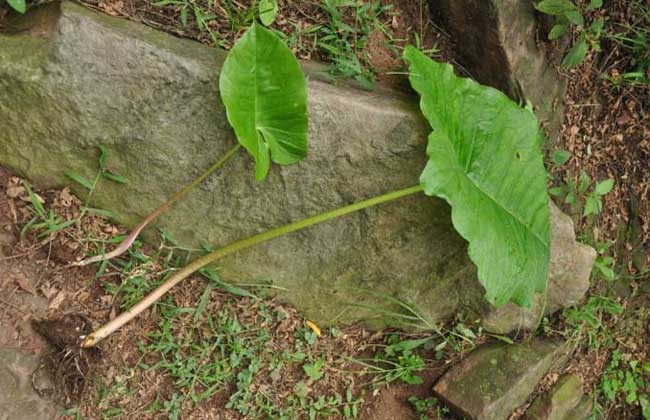 独角莲种子价格及种植方法