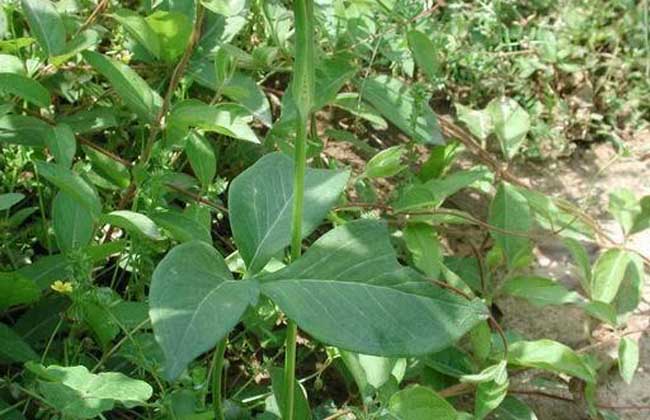 半夏种子价格及种植方法