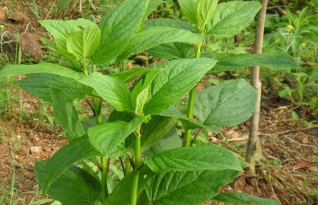 玄参种子价格及种植方法