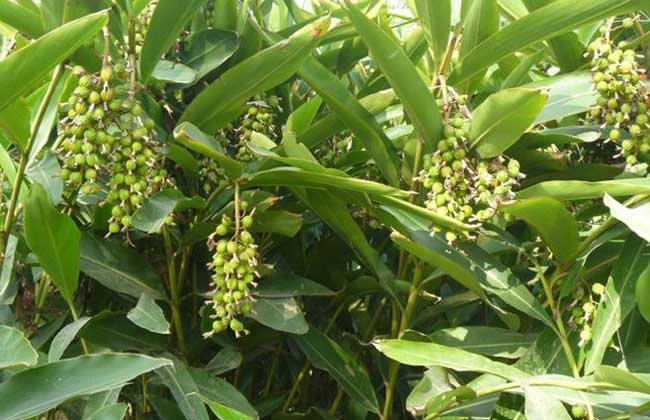 砂仁种子价格及种植方法