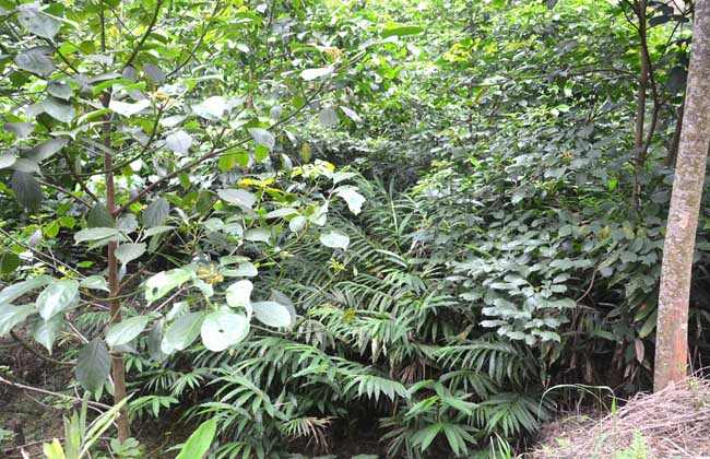 砂仁种子价格及种植方法