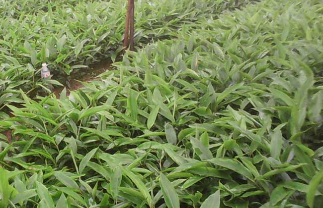 砂仁种子价格及种植方法
