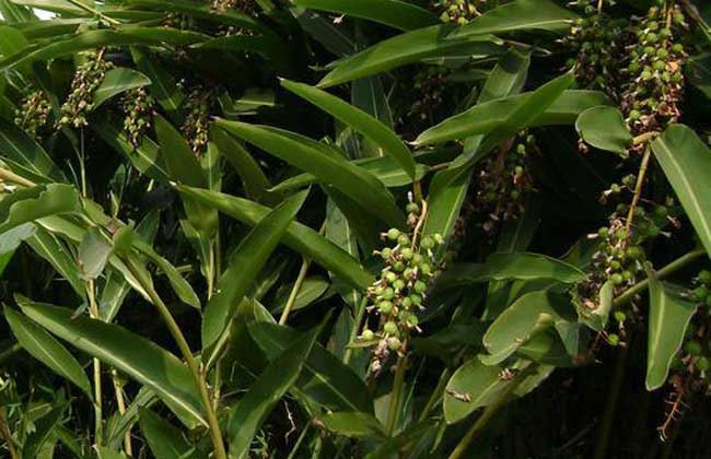 砂仁种子价格及种植方法