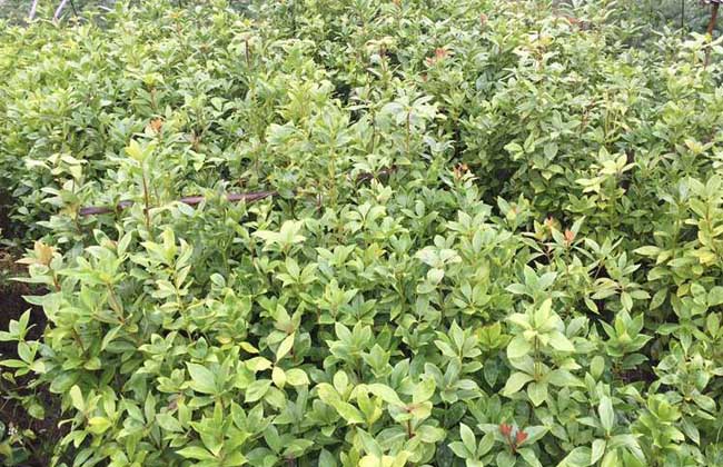八角茴香树苗价格及种植方法