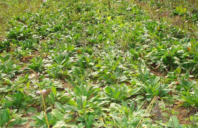 灯盏花种子价格及种植方法