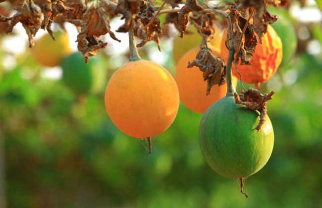 瓜蒌种子价格及种植方法