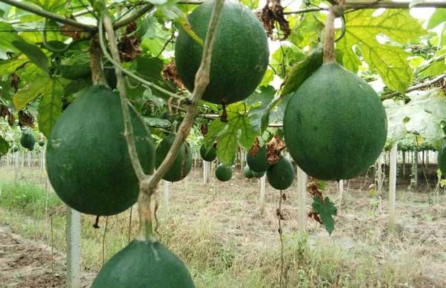 瓜蒌种子价格及种植方法