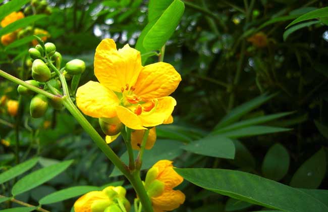 决明子种子价格及种植方法