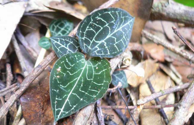 金线莲种子价格及种植方法