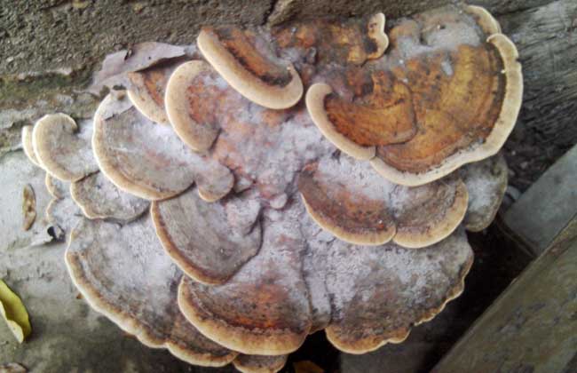 灵芝长在什么地方？