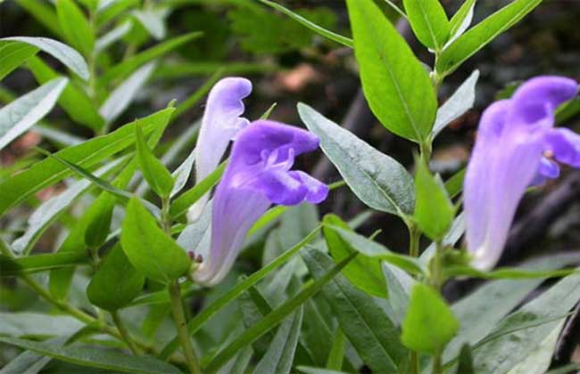 黄芩种子价格及种植方法