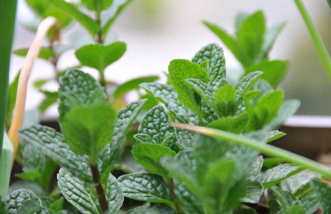 留兰香种子价格及种植方法