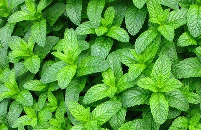 薄荷种子价格及种植方法