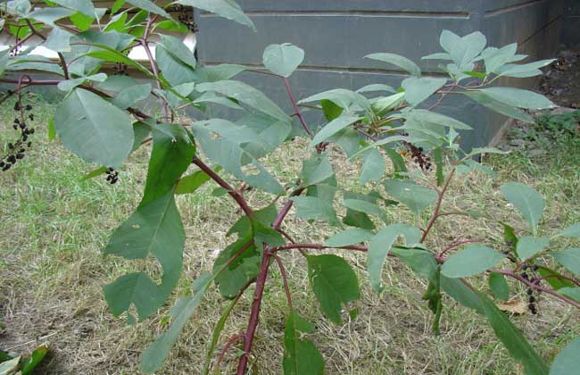 美洲商陆有毒吗？