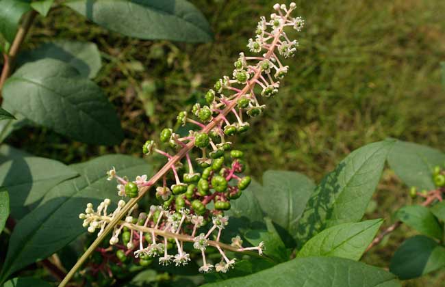 美洲商陆有毒吗？