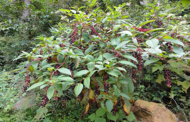 商陆的种植技术