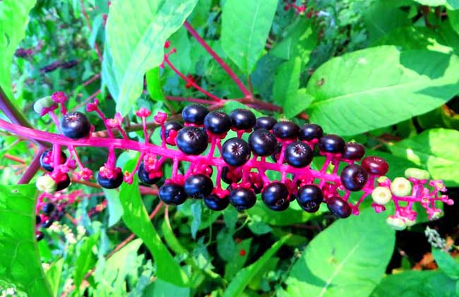 商陆的种植技术