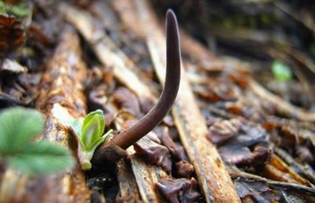 冬虫夏草怎么形成的？