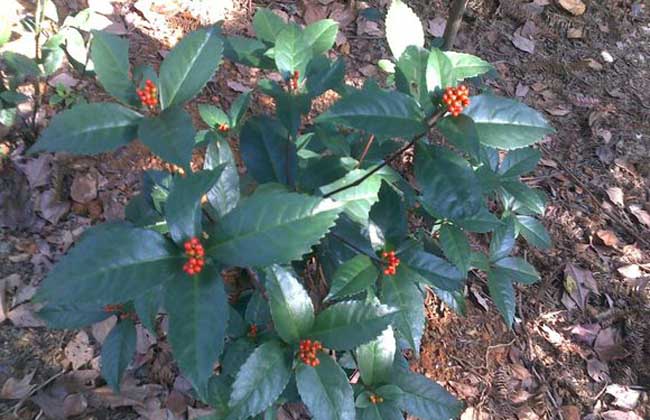 草珊瑚的种植技术