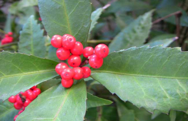 草珊瑚的种植技术