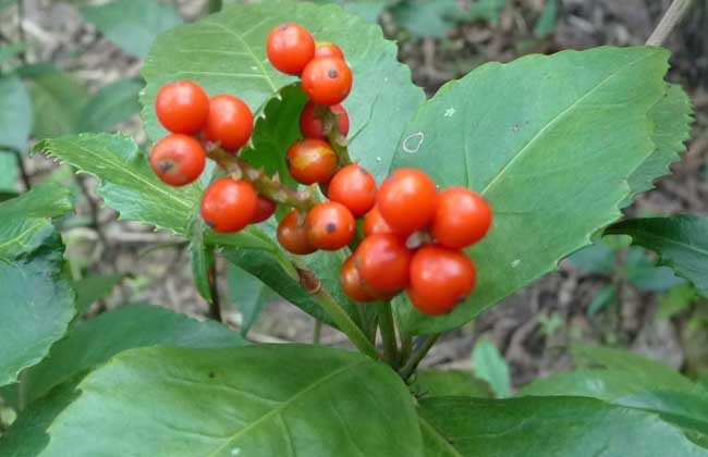 草珊瑚的种植技术
