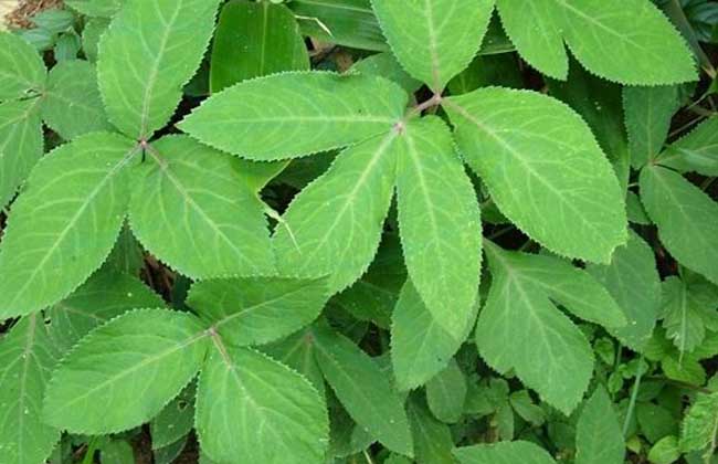 前胡的种植技术