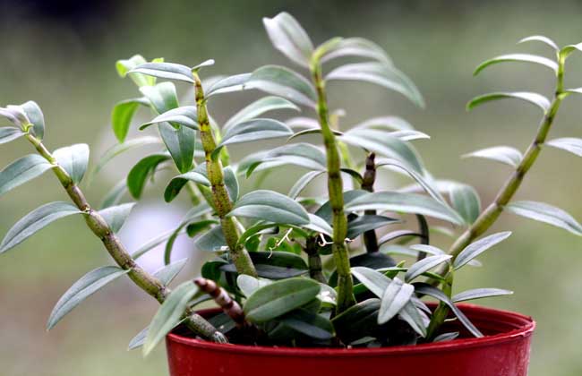 盆栽铁皮石斛怎么养？