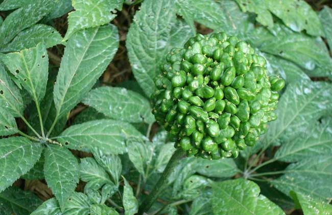 盆栽三七怎么种植才好?