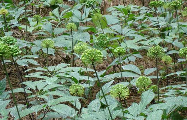 盆栽三七怎么种植才好?