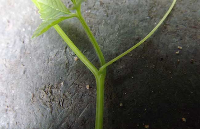 绞股蓝产地在哪里？