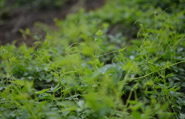 绞股蓝产地在哪里？