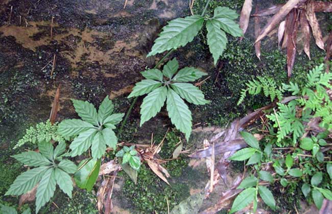 绞股蓝产地在哪里？