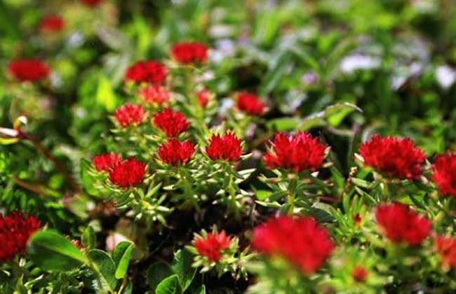 红景天的栽培技术