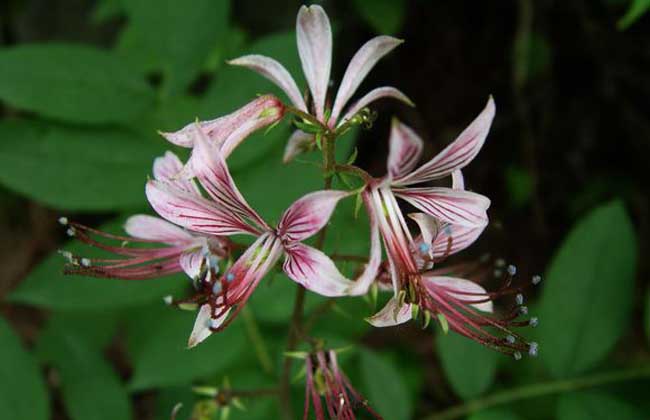 白鲜皮的种植技术