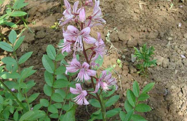 白鲜皮的种植技术