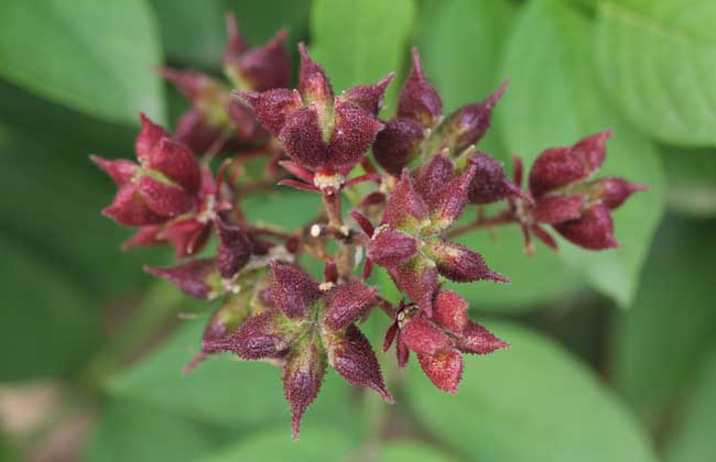 白鲜皮的种植技术