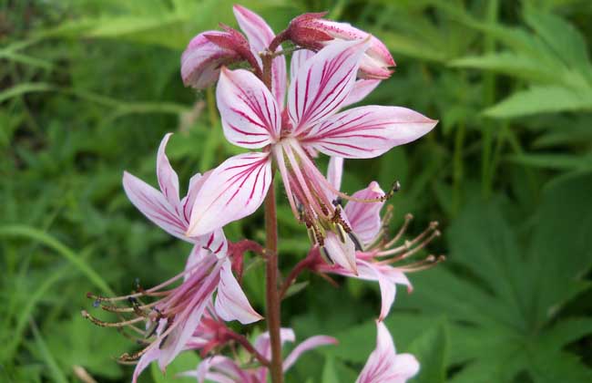 白鲜皮的种植技术