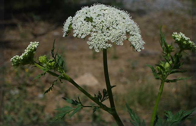 蛇床子种植技术