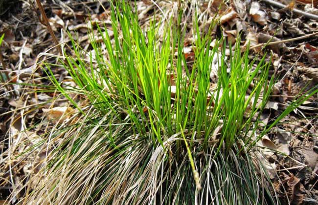 乌拉草是什么草？