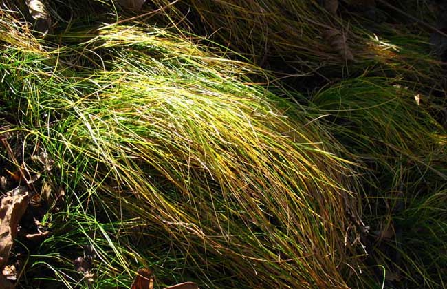 乌拉草是什么草？