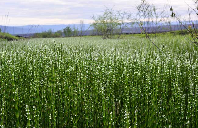 乌拉草是什么草？