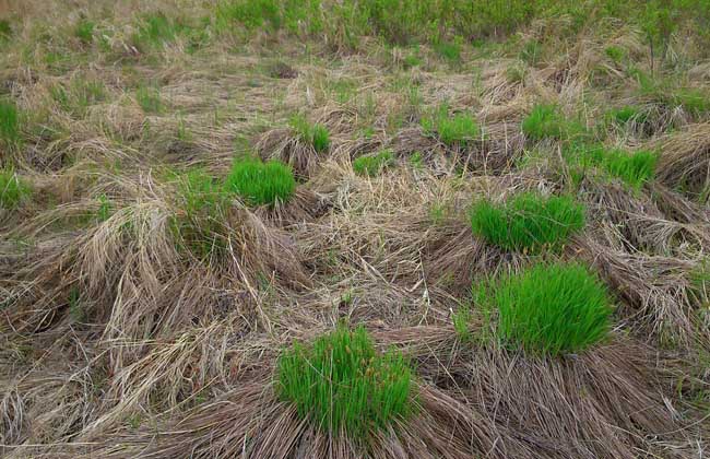 乌拉草是什么草？