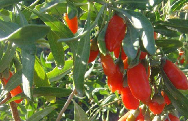 枸杞白粉病的防治方法