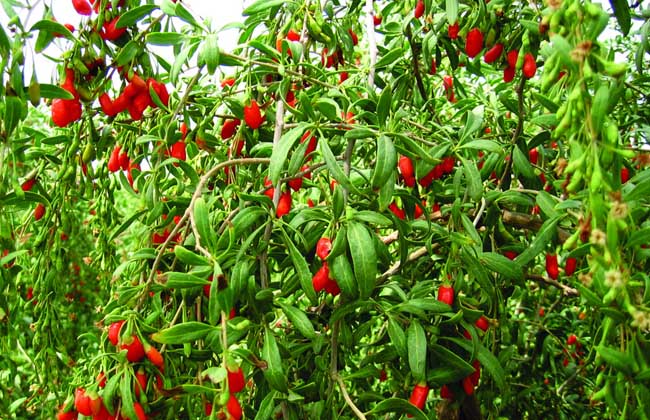 枸杞白粉病的防治方法